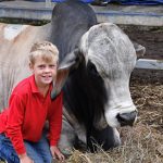 Cattle on the move through Cloncurry yards