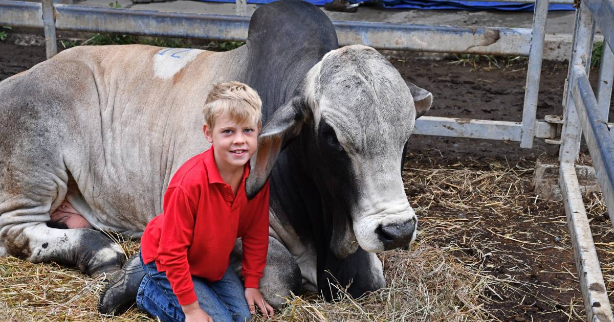 Barefoot Boyd loves his Brahman bulls