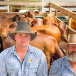 Billandri Poll Merino sells to $3000 top