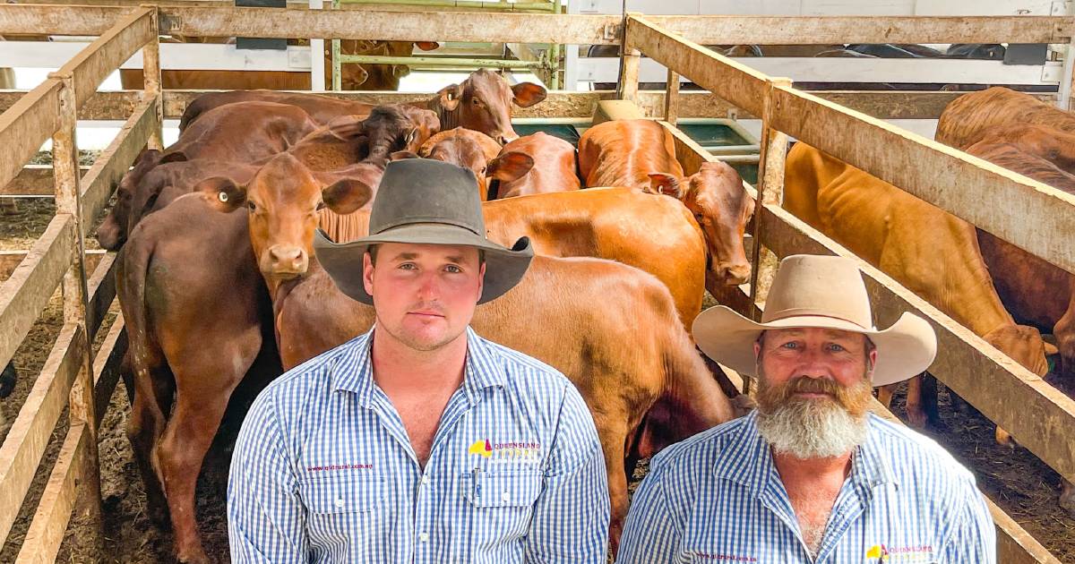 Santa cross heifers make $1625 at Malanda