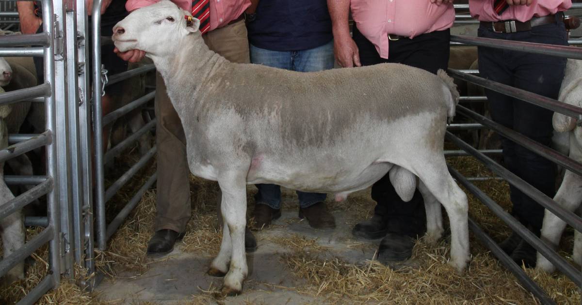 Blackwood SheepMaster ram sells to $8600 at inaugural combined ram sale with Thompson family’s Venturon Livestock | Farm Weekly