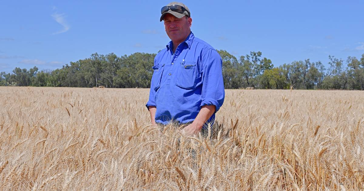 'Eyes on the skies' as fate of wheat crops hang in the balance