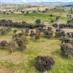 Johnson family continue tradition at Gold City Brahman sale | Queensland Country Life