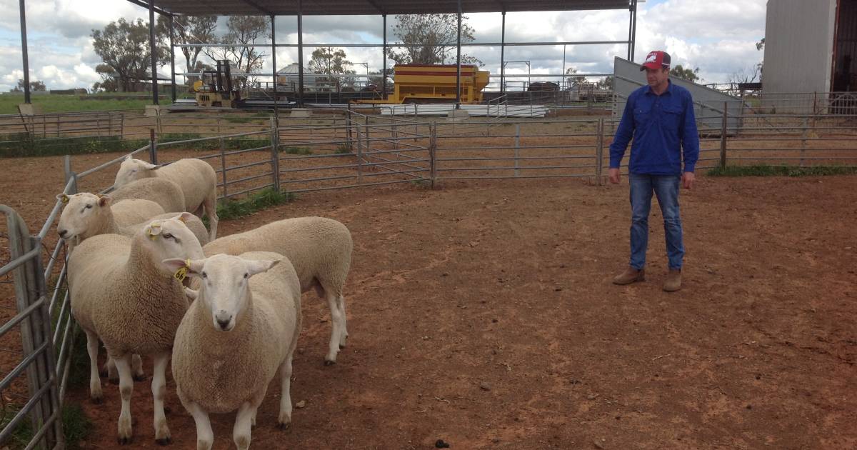 First-cross ewes fit at Marrar