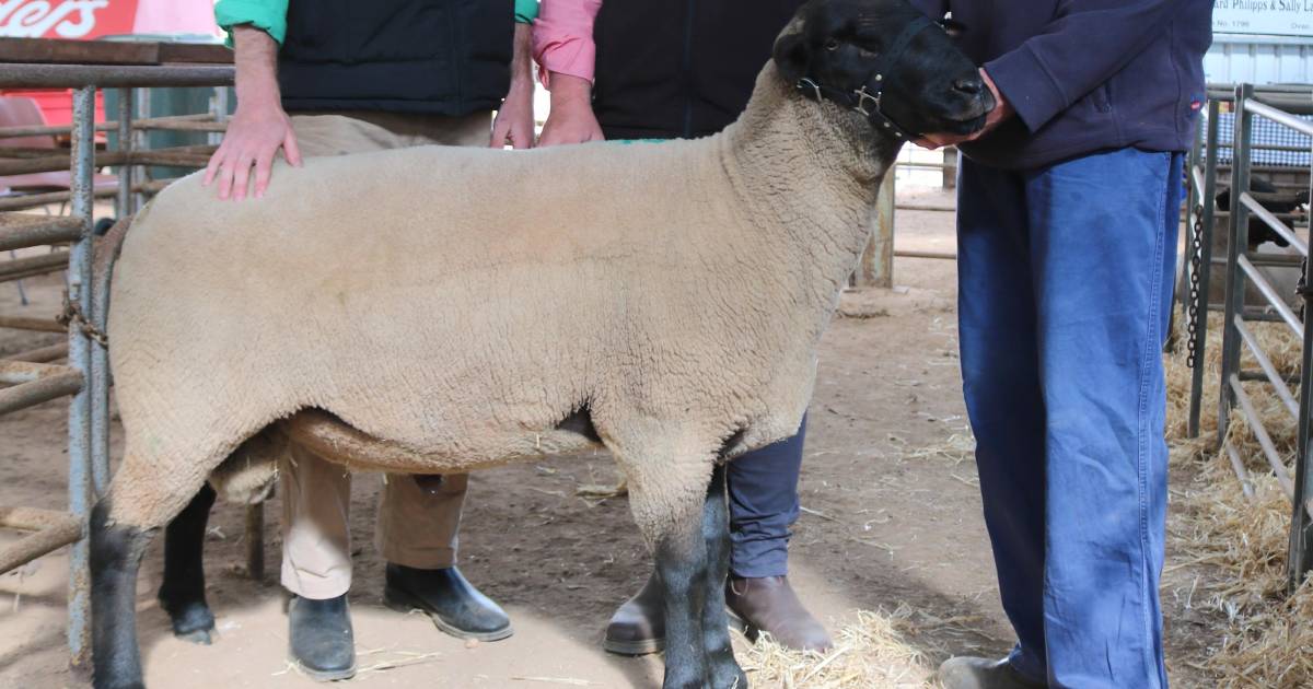 $3900 for Suffolk sire at Kojonup Triple S ram sale | Farm Weekly