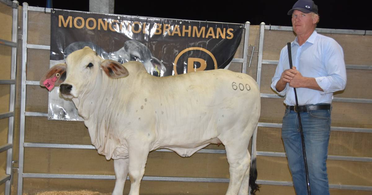 Average up $2199 at Great Eastern Brahman Female Sale | Photos