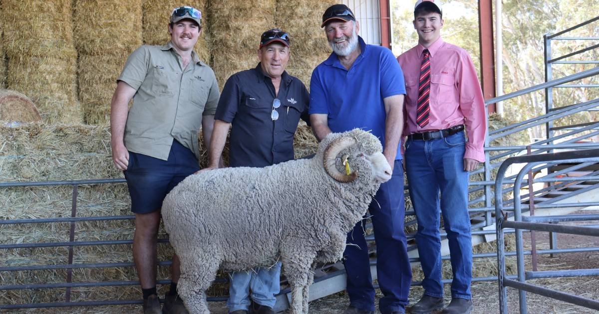 Mallibee Poll Merino, Wannamal, sale peaks at $2800 and averages $1420 | Farm Weekly