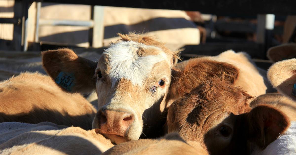 Charolais cross weaners steers make $1650 at Eumundi | Queensland Country Life