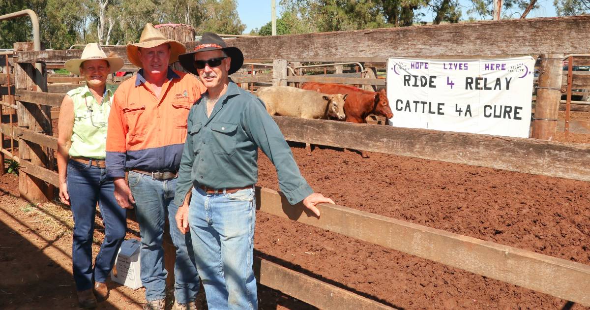 Charity heifer makes top dollar at Coolabunia