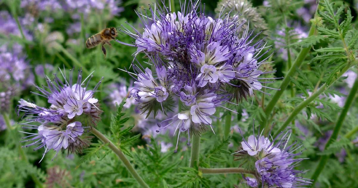 Bring the bees to vegies | In Fiona's Garden