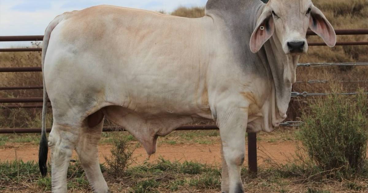 Brahman key to Maulonis cross | North Queensland Register