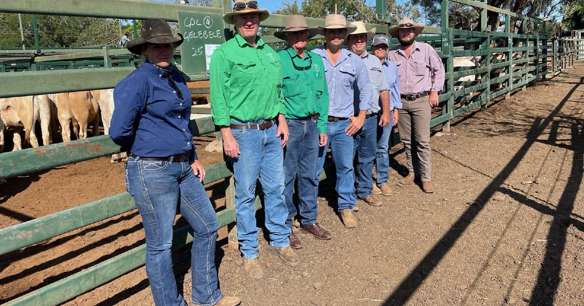 Muttaburra producers top Charbray-Hereford infusion sale at Blackall