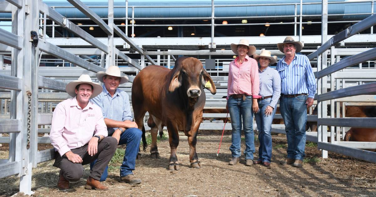 Fairy Springs reaches $200,000 twice on day three of Rockhampton Brahman Week 2022 | Queensland Country Life