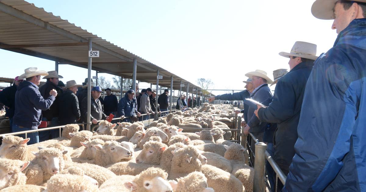 MLA report shows Wagga Wagga to be Australia’s busiest saleyards in the past financial year | Queensland Country Life