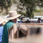 Denvale on-property sale at Mt Barker sells Dohne rams for $2000 twice | Farm Weekly