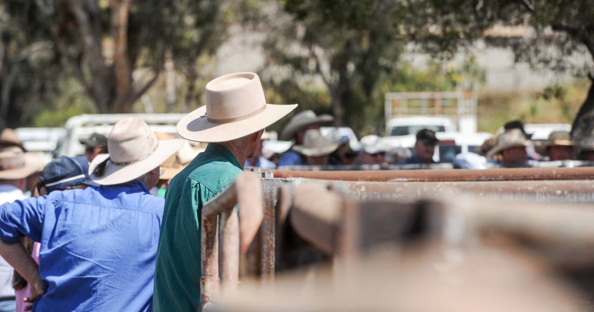 Trade and export cattle sell to dearer rates at Moreton