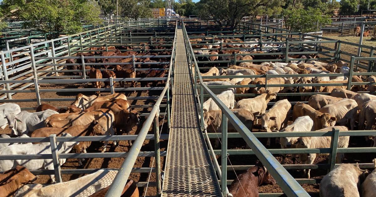 Charolais cross feeder steers sell for 508c/$2409 at Blackall | Queensland Country Life