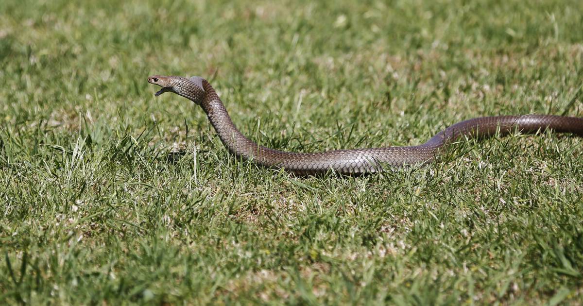 James Cook University study shows need for better access to snake antivenoms | North Queensland Register