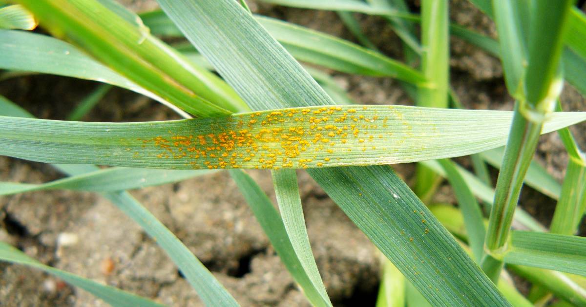 Growers urged to be proactive in '1-in-50-year stripe rust epidemic'