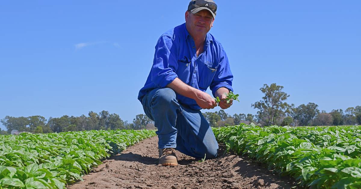 Nothing Fawlty about Biloela district's basil crops