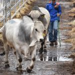 Breeder heifers in demand at Charters Towers store sale