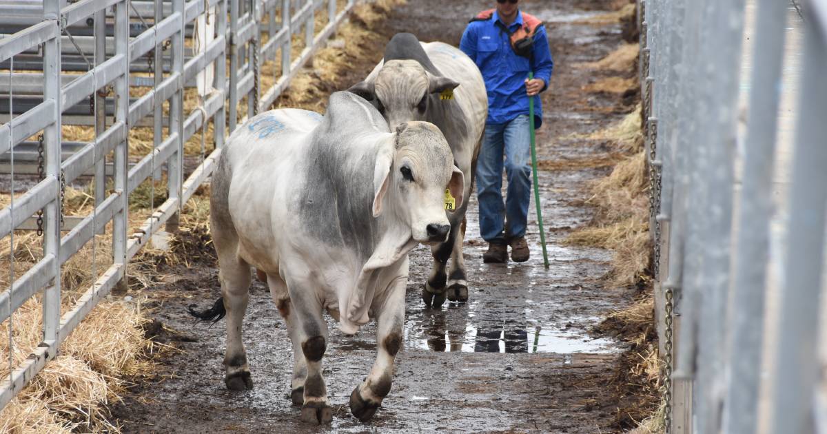 Rockhampton Brahman Week Sale 2022: all the vendor averages from day one | Queensland Country Life