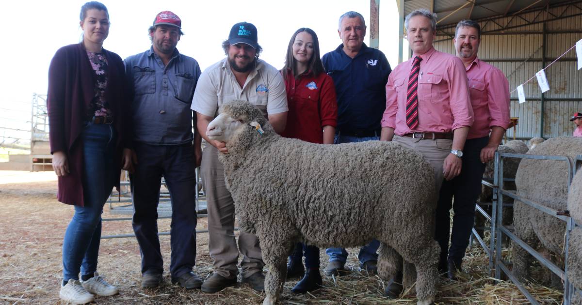 Seymour Park, Narrogin, Poll Merino makes $20,000 | Farm Weekly