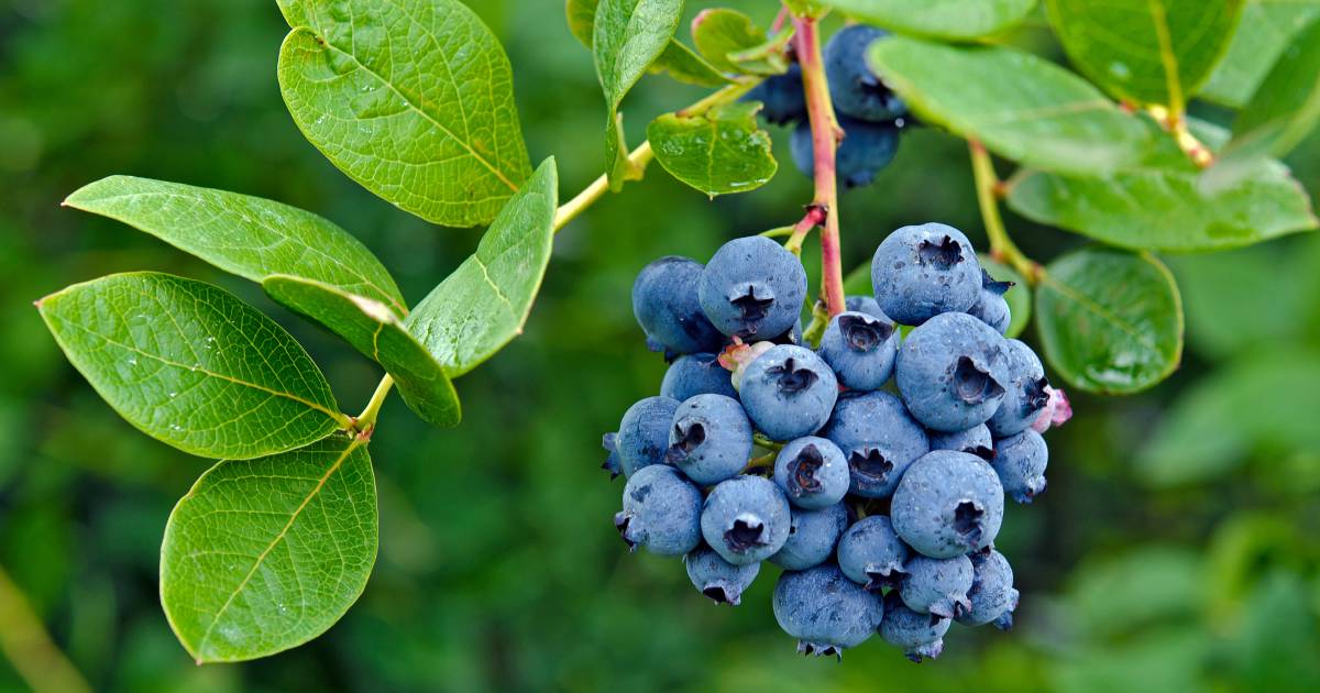 La Nina rains on blueberry growers' parade