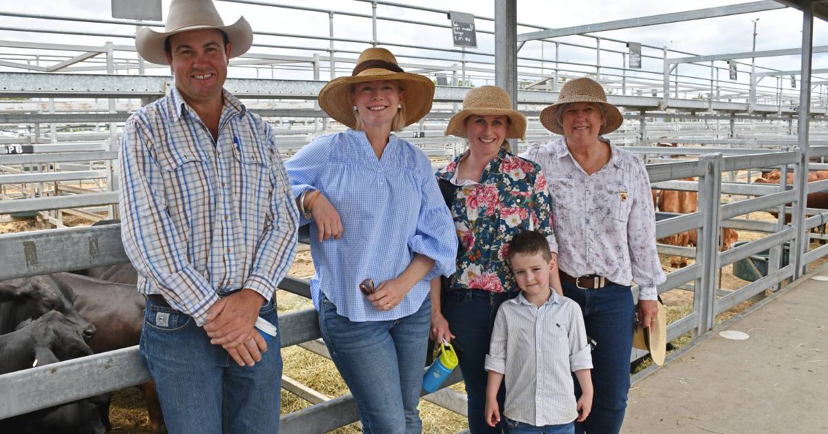 Crowds flock to Rockhampton annual Brangus female sale | Photos | Queensland Country Life