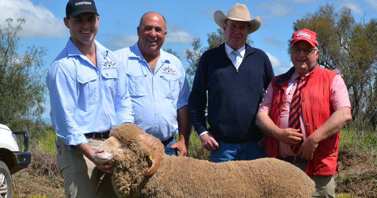 Bungulla Merino rams meet market demand