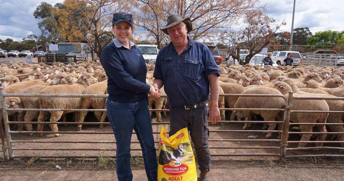 West Wyalong ewes sell to $390