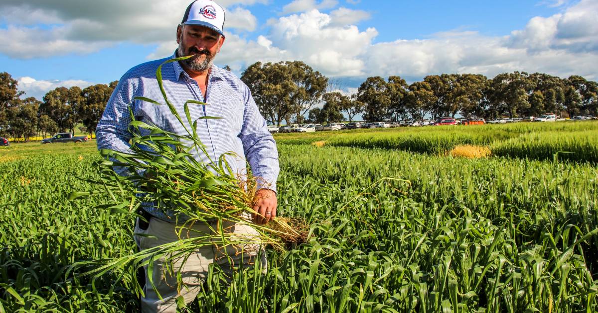 Wet is affecting seed demand