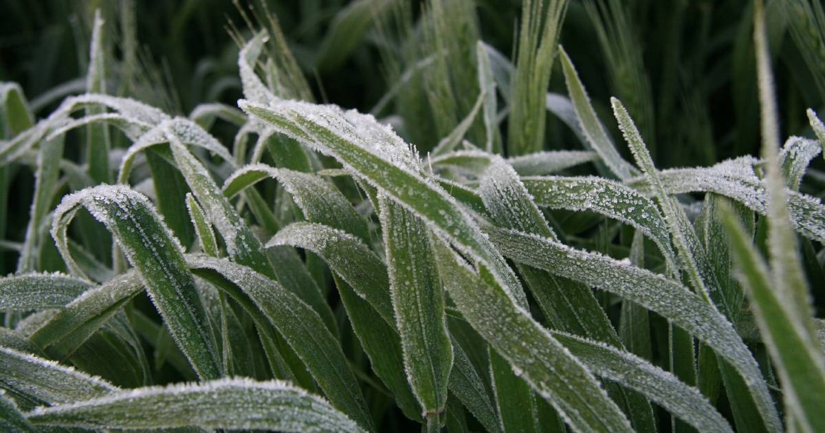 Reducing the impact of frost and heat onfarm