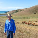 Complete clearance at 14th Rockingham Santa Gertrudis bull sale