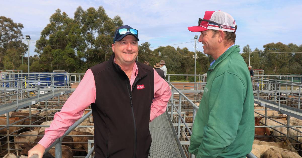 Beef cross steers top $2425 at Boyanup