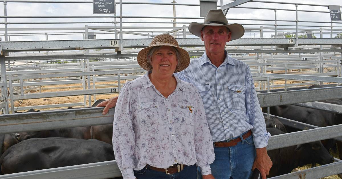 Belleview Brangus stud principals Trevor and Colleen Jorgensen awarded Australian Brangus Cattle Association life membership | Queensland Country Life