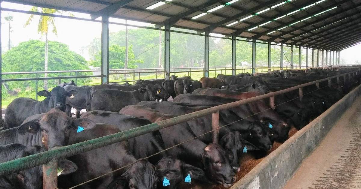 How CPC has kept foot and mouth, lumpy skin out of its Indo feedlots