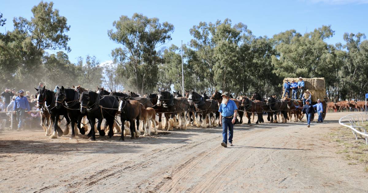 Barellan celebrates nation’s pioneer heritage with record crowd | The Land