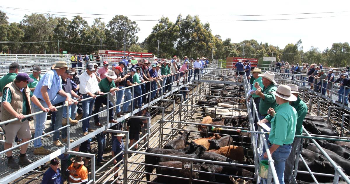 A big week ahead for Boyanup store cattle