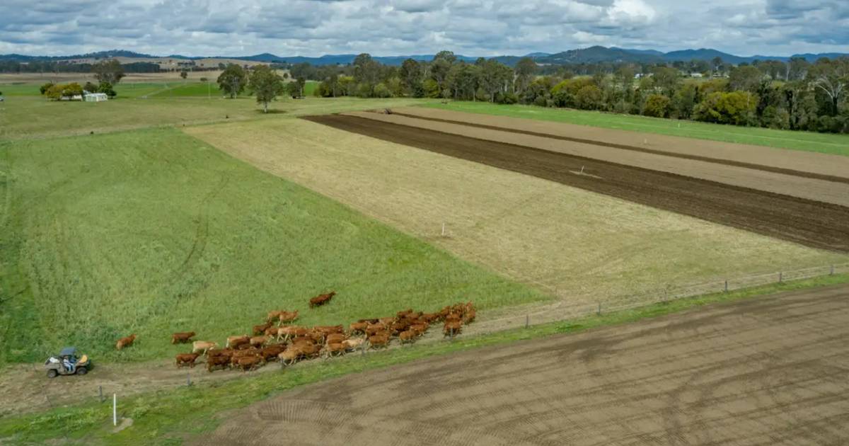 Valley beef production with irrigation option | Video