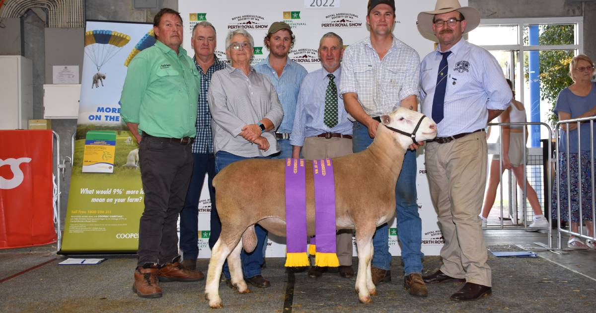 Yonga Downs White Suffolk wins Interbreed supreme meat breeds champion title at Perth Royal Show | Farm Weekly