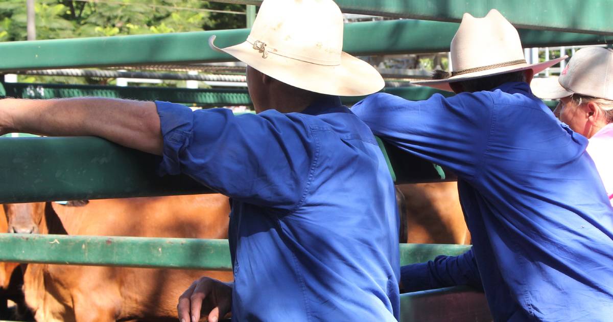 Over 500 cattle of all types sell in a strong market at Laidley | Queensland Country Life