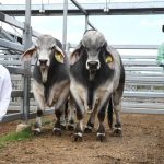 Weekly kill: Weather again the key focus for upcoming cattle supply