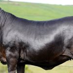 PTIC heifers to $2625 at Beaudesert