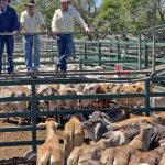 Demand for WA wool may be boosted by flooding in New South Wales and Victoria | Farm Weekly