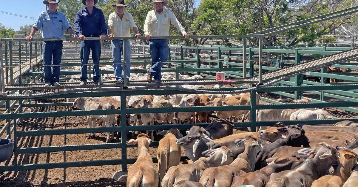 Georgina Pastoral sells 532 Brahman heifers from NT into Blackall | Queensland Country Life