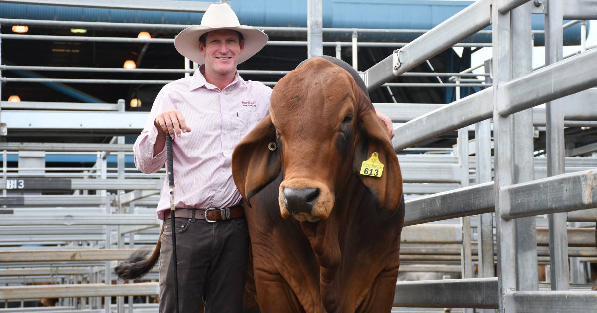 Rockley reassess, relocate and rebuild mantra pays dividends at Brahman week sale | Queensland Country Life