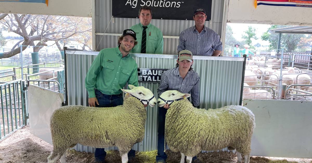 Border Leicester rams sold to $9000 at Ariah Park | The Land