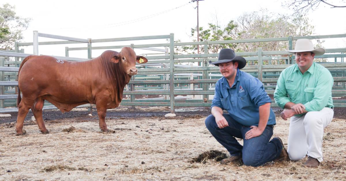 Solid result at Artesian Droughtmaster sale