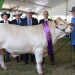 Merino wether lambs record fantastic sale